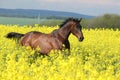 Brown horse running in yellow colza field