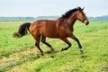 Brown horse runs across the field Royalty Free Stock Photo