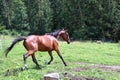 A brown horse runs across the meadow. Animal in nature. Royalty Free Stock Photo