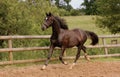 A brown horse runs in the paddock. Royalty Free Stock Photo