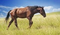 Brown horse in scars and wounds after losing in a duel goes a bumble and tired of life