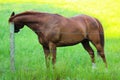 Brown Horse Scratching Ear On Fence Royalty Free Stock Photo