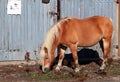 A brown horse searching for its food