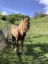 a brown horse that seems to laugh Royalty Free Stock Photo