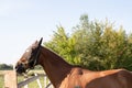 Brown horse side view stands on the field at the stable in a funny dark mask in the sunshine Royalty Free Stock Photo