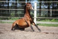 Brown horse sitting on the ground Royalty Free Stock Photo