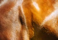 Brown horse skin. Background Royalty Free Stock Photo