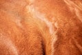 Brown horse, skin and texture of animal fur in agriculture, sustainable farming or leather textile industry. Closeup Royalty Free Stock Photo