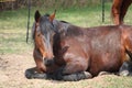 Brown horse sleeping on the ground Royalty Free Stock Photo