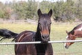 Horse Brown Behind Fence