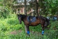 Brown horse with snaffle and saddle among grass near trees