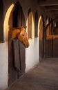 Brown Horse Sneaking Out of His Stable Window With Warm Orange Ray of Sun on his Head Royalty Free Stock Photo