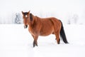 Brown horse on snow, field, blurred trees behind her Royalty Free Stock Photo