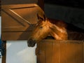 A Brown horse at stable Royalty Free Stock Photo
