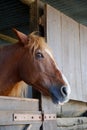 Brown horse in stable