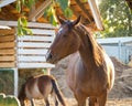 Brown horse at the stable in autumn sunset light Royalty Free Stock Photo