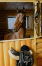 Brown horse in stable door rigged Royalty Free Stock Photo