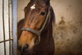 Brown Horse in stable Royalty Free Stock Photo