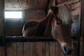 brown horse in the stable. horse in his aviary. stable with animals Royalty Free Stock Photo