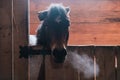brown horse in the stable. horse in his aviary. stable with animals Royalty Free Stock Photo