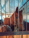 brown horse in the stable. horse in his aviary. stable with animals. Royalty Free Stock Photo