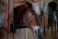 brown horse in the stable. horse in his aviary. stable with animals Royalty Free Stock Photo