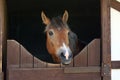 Brown horse, detail - only head visible out from wooden stables box Royalty Free Stock Photo