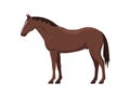 Brown horse, stallion Royalty Free Stock Photo