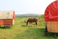 brown horse stand near covered old wagons on wheels and eat green grass.