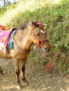 brown Horse standing alone Royalty Free Stock Photo