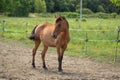 Brown horse standing alone. Horse on the farm. Royalty Free Stock Photo