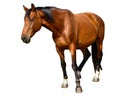 Brown horse standing isolated on the white background. A closeup portrait of the face of a horse Royalty Free Stock Photo