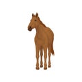 Brown horse standing isolated on white background. Lovely animal with hooves, flowing mane and long tail. Flat vector Royalty Free Stock Photo