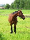 Brown horse standing peacefully on a green pasture Royalty Free Stock Photo