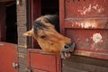 Brown horse standing in the stable with head looking out and showing itÃ¢â¬â¢s tongue and teeth while gnawing in the wood of the door Royalty Free Stock Photo