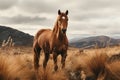 a brown horse standing in tall grass on a cloudy day Royalty Free Stock Photo