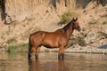 Brown horse standing in the water Royalty Free Stock Photo