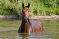 Brown horse standing in the water Royalty Free Stock Photo