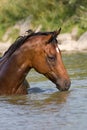 Brown horse standing in the water Royalty Free Stock Photo