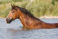 Brown horse standing in the water Royalty Free Stock Photo