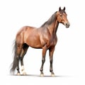 Brown horse is standing on white background Royalty Free Stock Photo