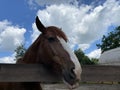 brown horse stands behind the fence Royalty Free Stock Photo