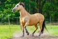 Brown horse stands on a fence Royalty Free Stock Photo