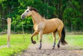 Brown horse stands on a fence Royalty Free Stock Photo