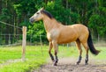 Brown horse stands on a fence Royalty Free Stock Photo