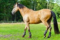 brown horse stands on a fence Royalty Free Stock Photo