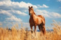 brown horse stands in a field or pasture on a sunny summer day