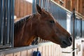 Brown horse sticking head out of stall door Royalty Free Stock Photo