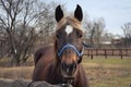 Brown horse on the street. Horse head close-up Royalty Free Stock Photo