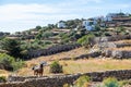 Brown horse sunny day at Sifnos island, Greece. Greek rural landscape